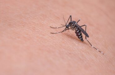 mosquito-719613_1920 mosquito bite
